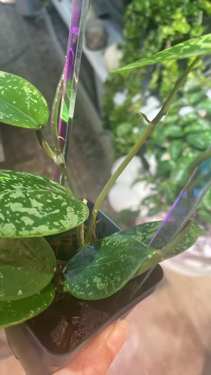 plant/Parasitica Splash with Trellis-4