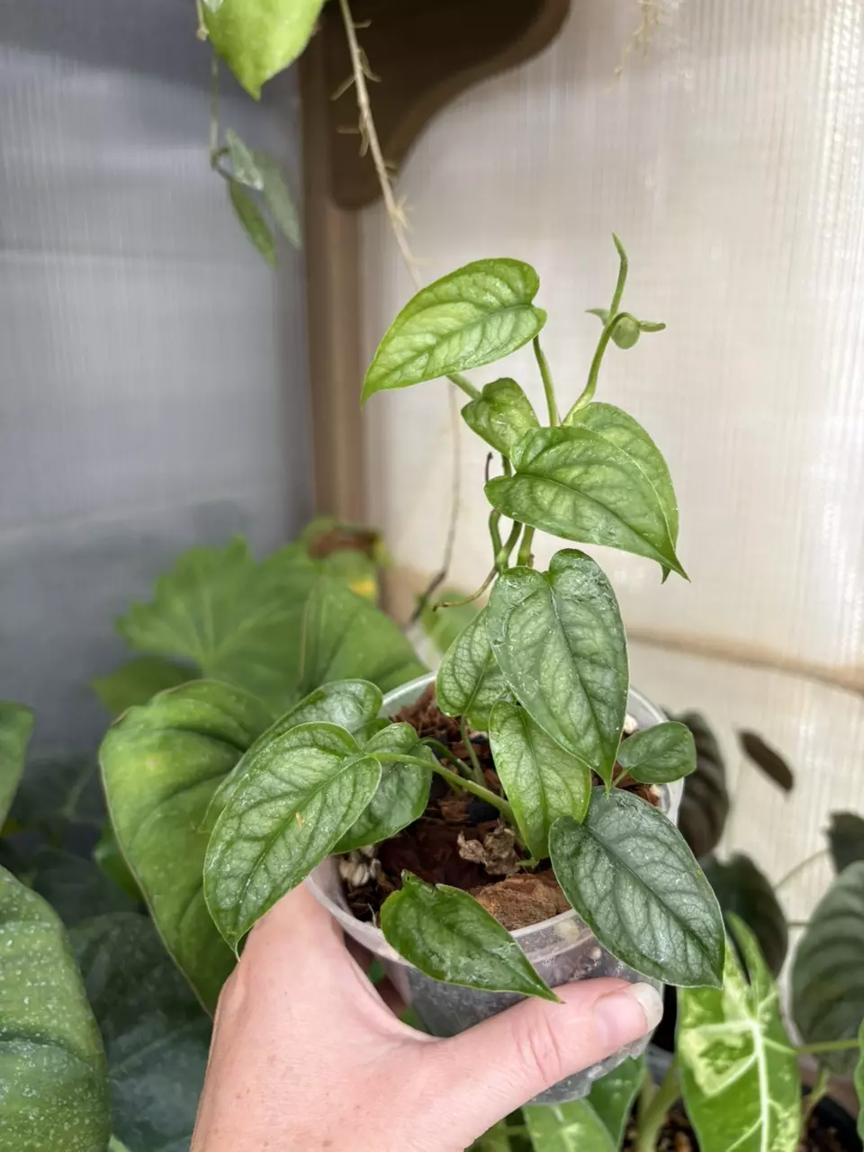 plant/4” Monstera Siltepecana-1