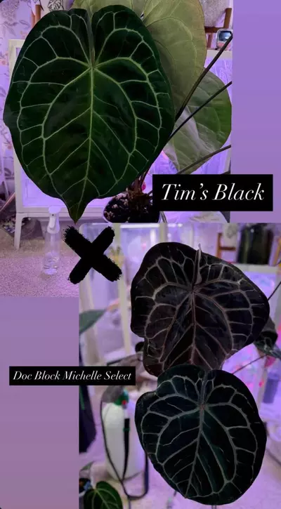 plant/Anthurium Tim's Black self x Doc Block select Michelle-0-thumbnail