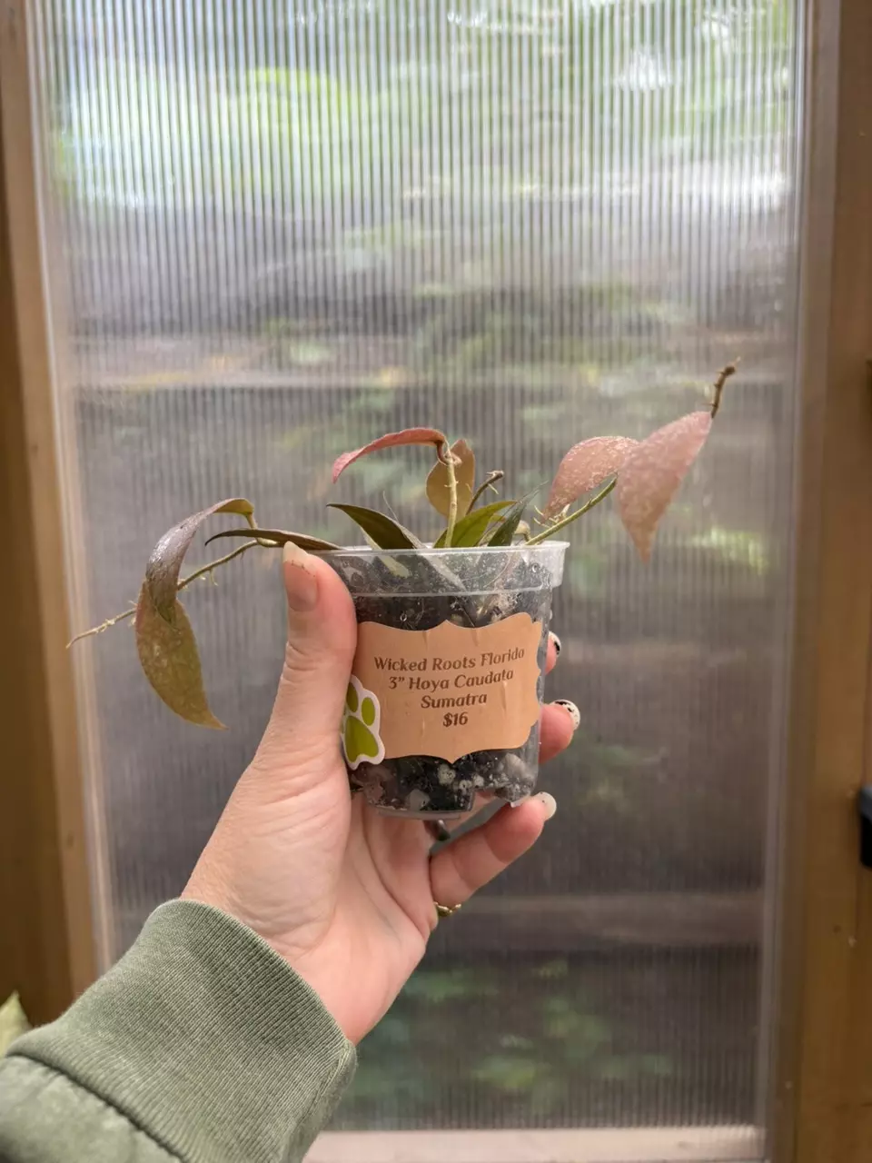 plant/3” Hoya Caudata Sumatra-1