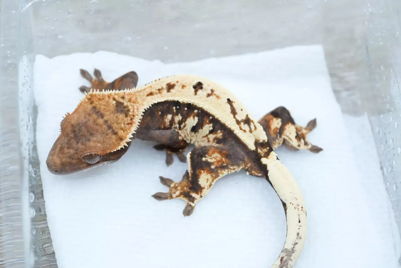 plant/490 male tri color sable-0