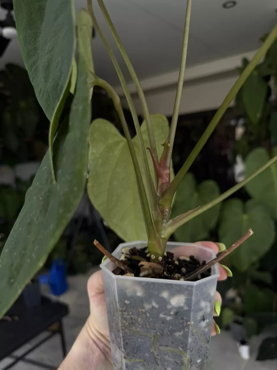 plant/Tezula anthurium AOS df x Pap Soul Reaper-3