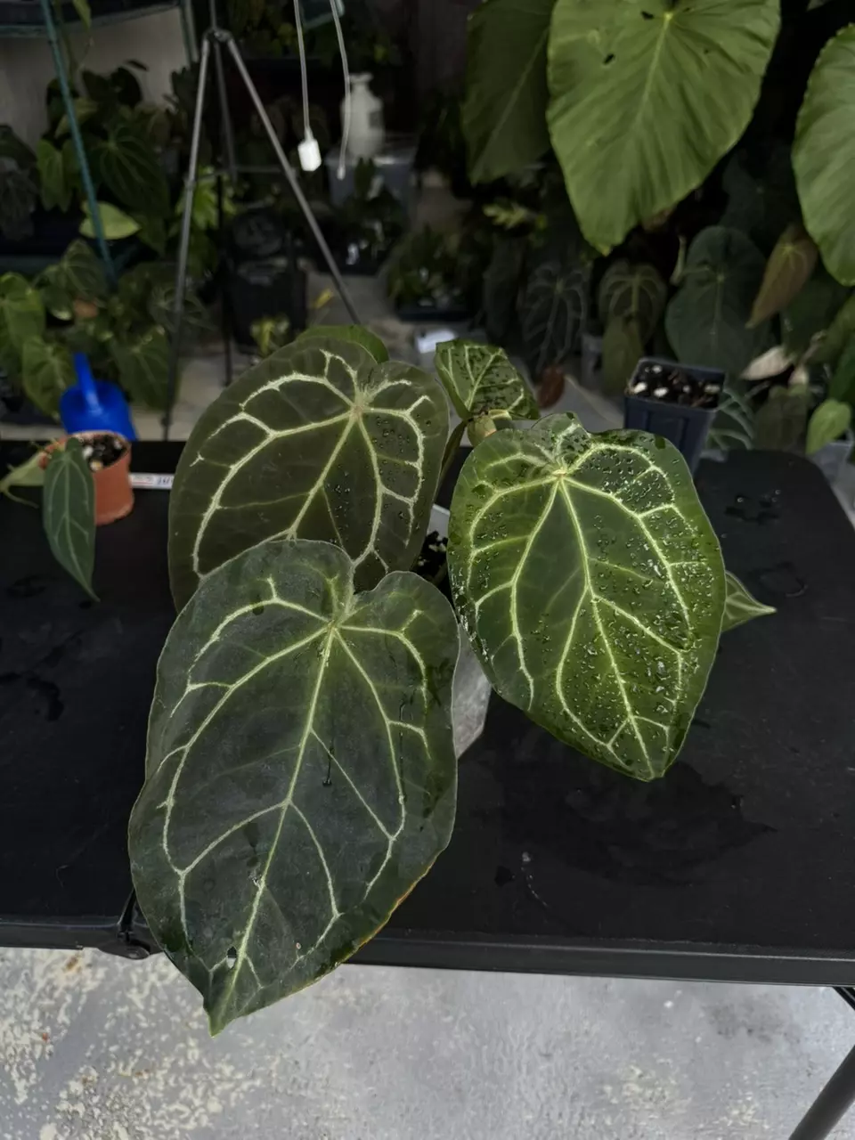 plant/Anthurium SKG Grey x BWM-0