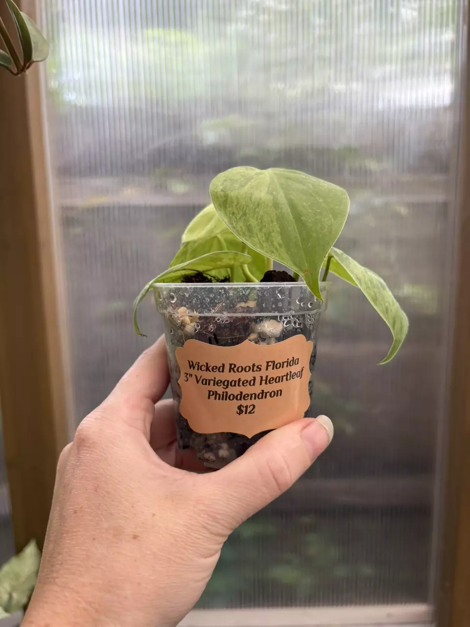 plant/3” Philodendron Heartleaf Variegated-0