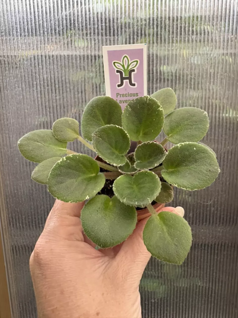 plant/2” Mini African Violet Precious Lavender-0