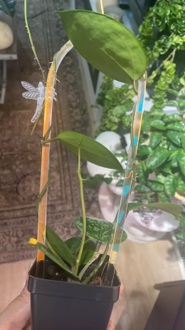 plant/Parasitica Splash with Trellis-1