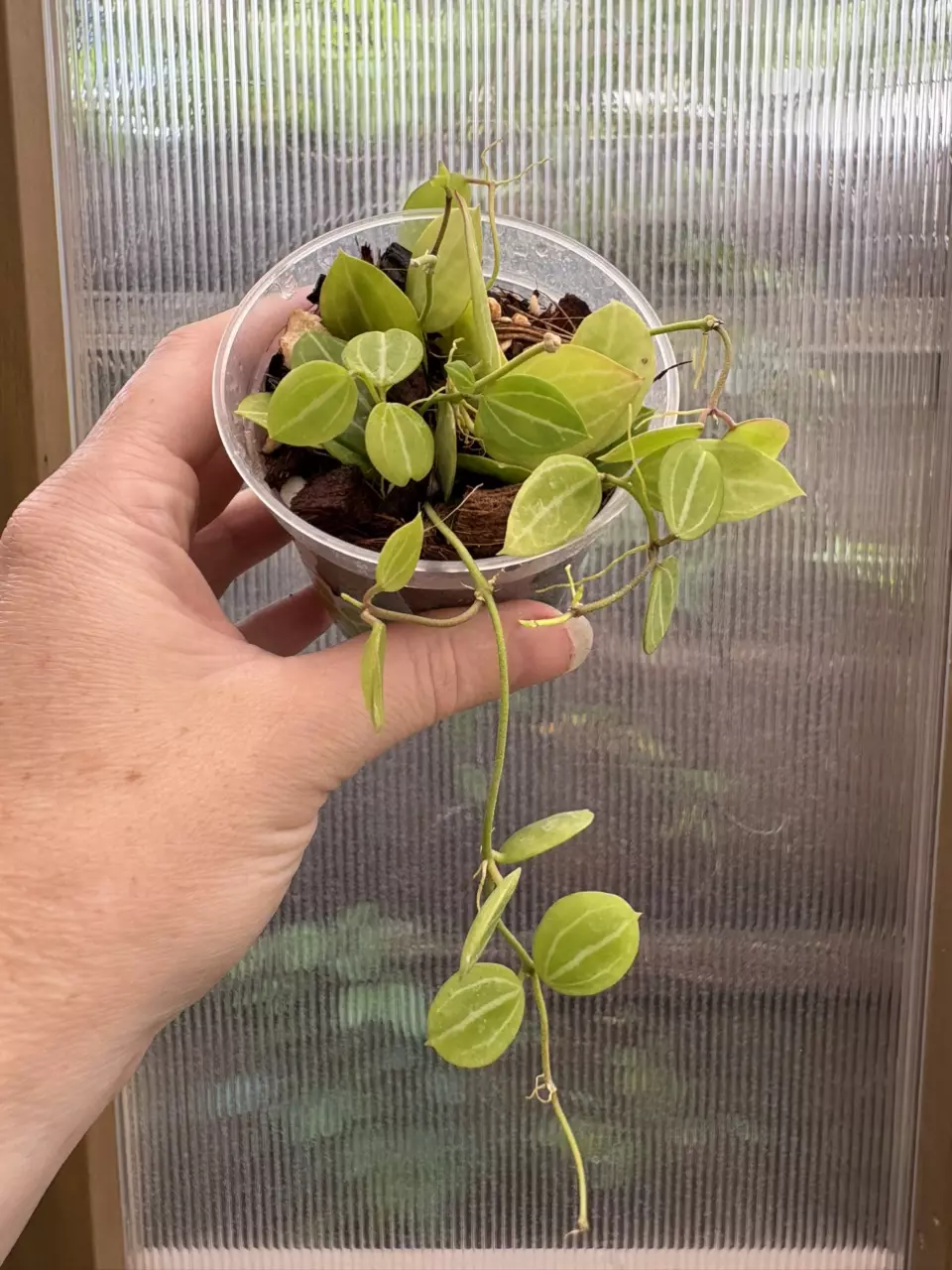 plant/3” Dischidia Ovata (Watermelon)-1