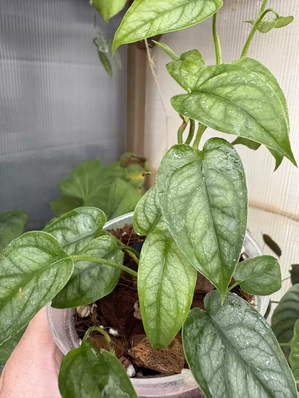 plant/4” Monstera Siltepecana-2