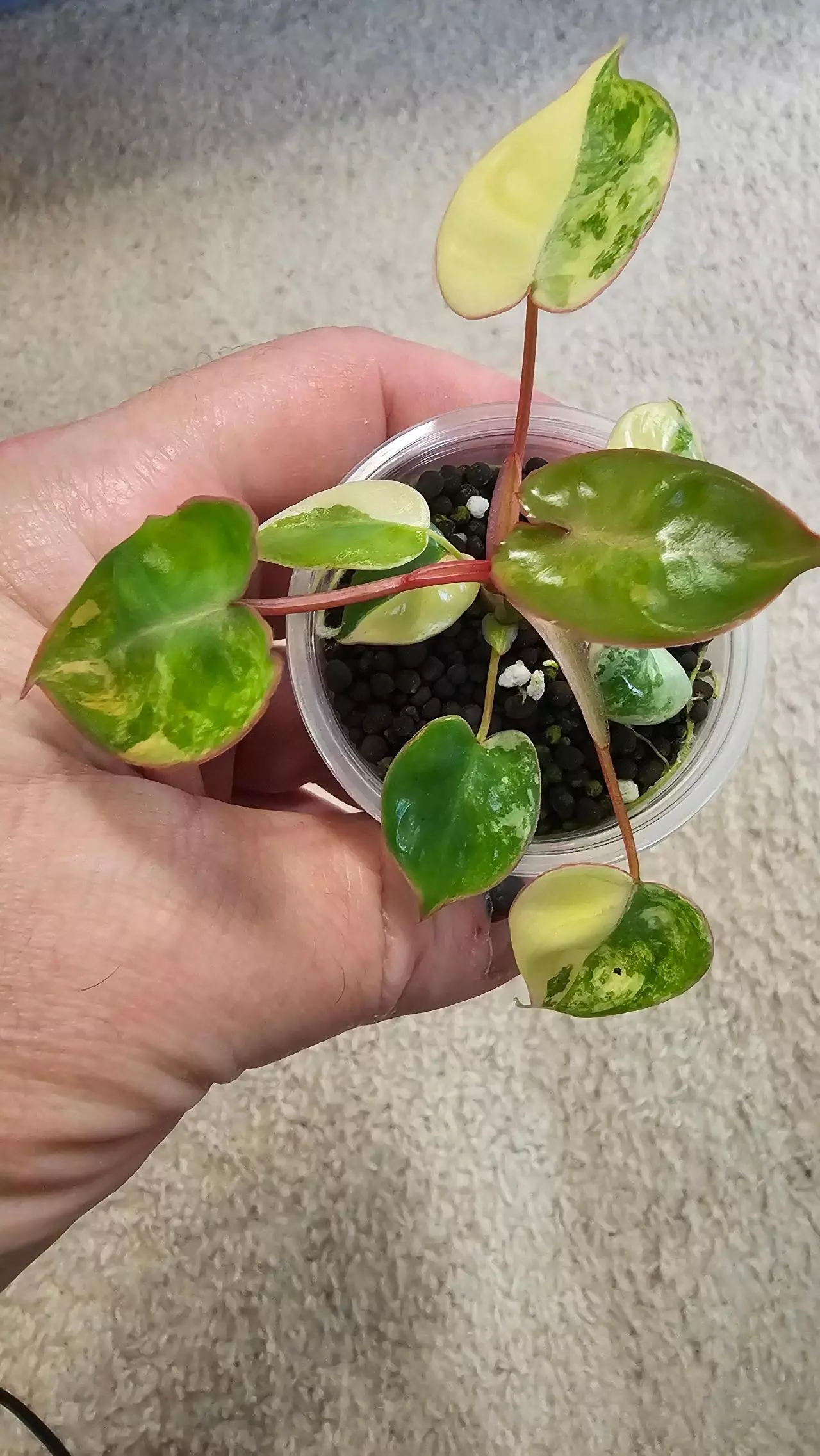 plant/Variegated Billietiae-0