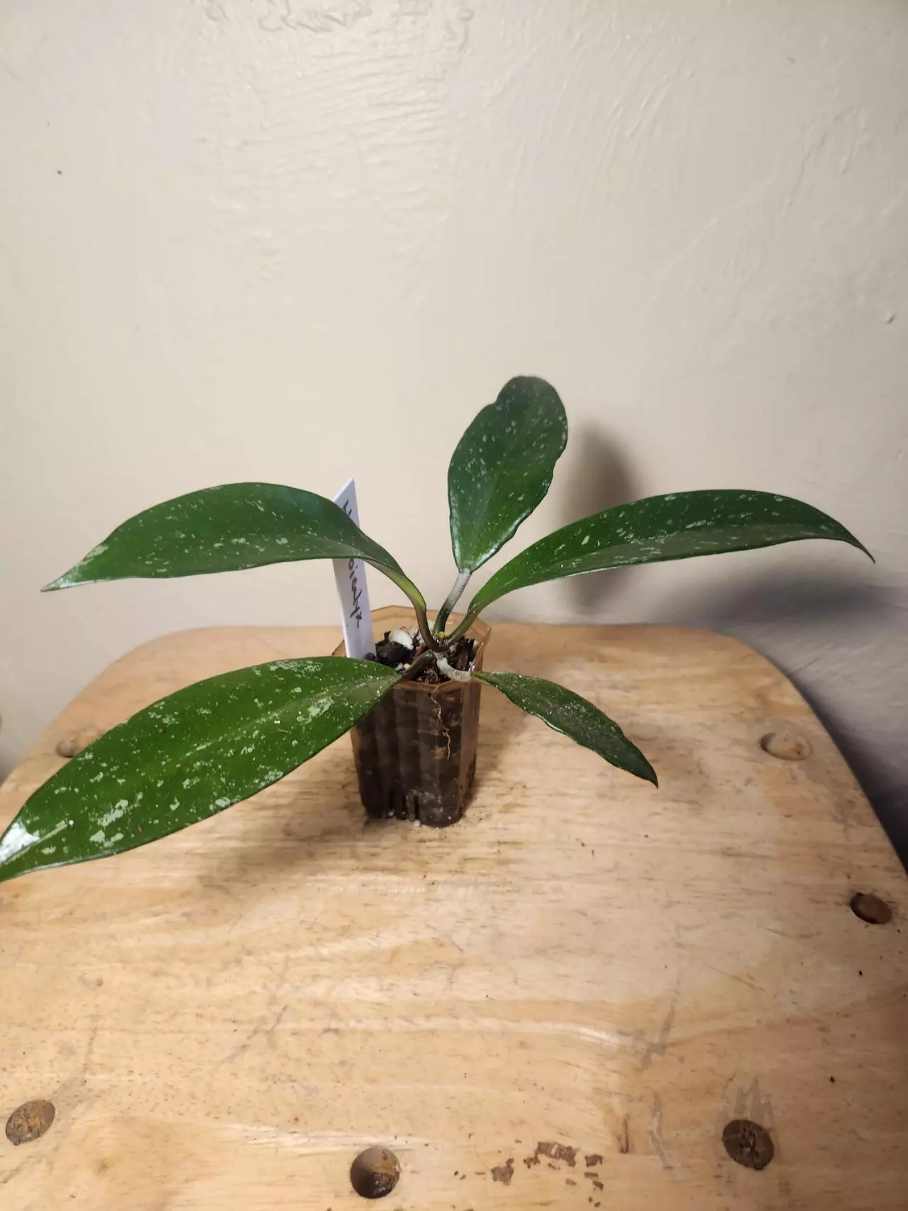 plant/#21 Hoya Publicalyx Splash starter-1