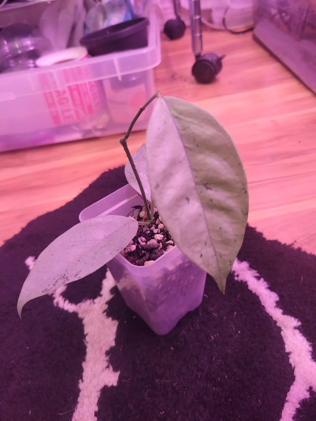plant/Hoya coriacea silver-0