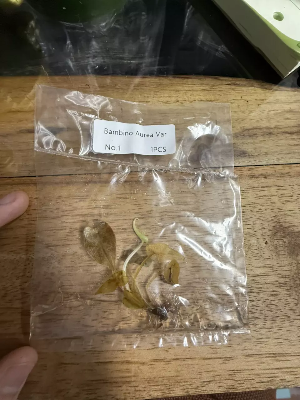 plant/Alocasia Bambino Arrow Variegated Rehab 1-0