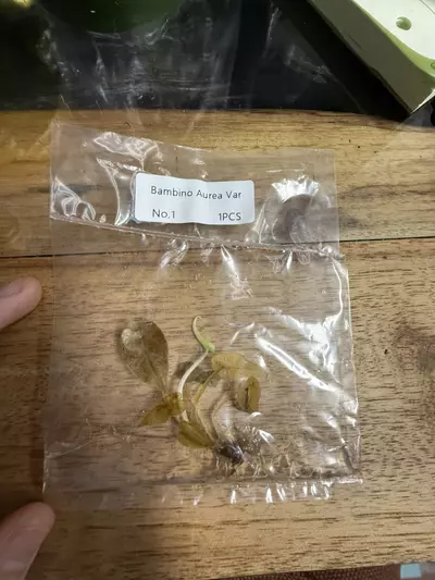 plant/Alocasia Bambino Arrow Variegated Rehab 1-0-thumbnail