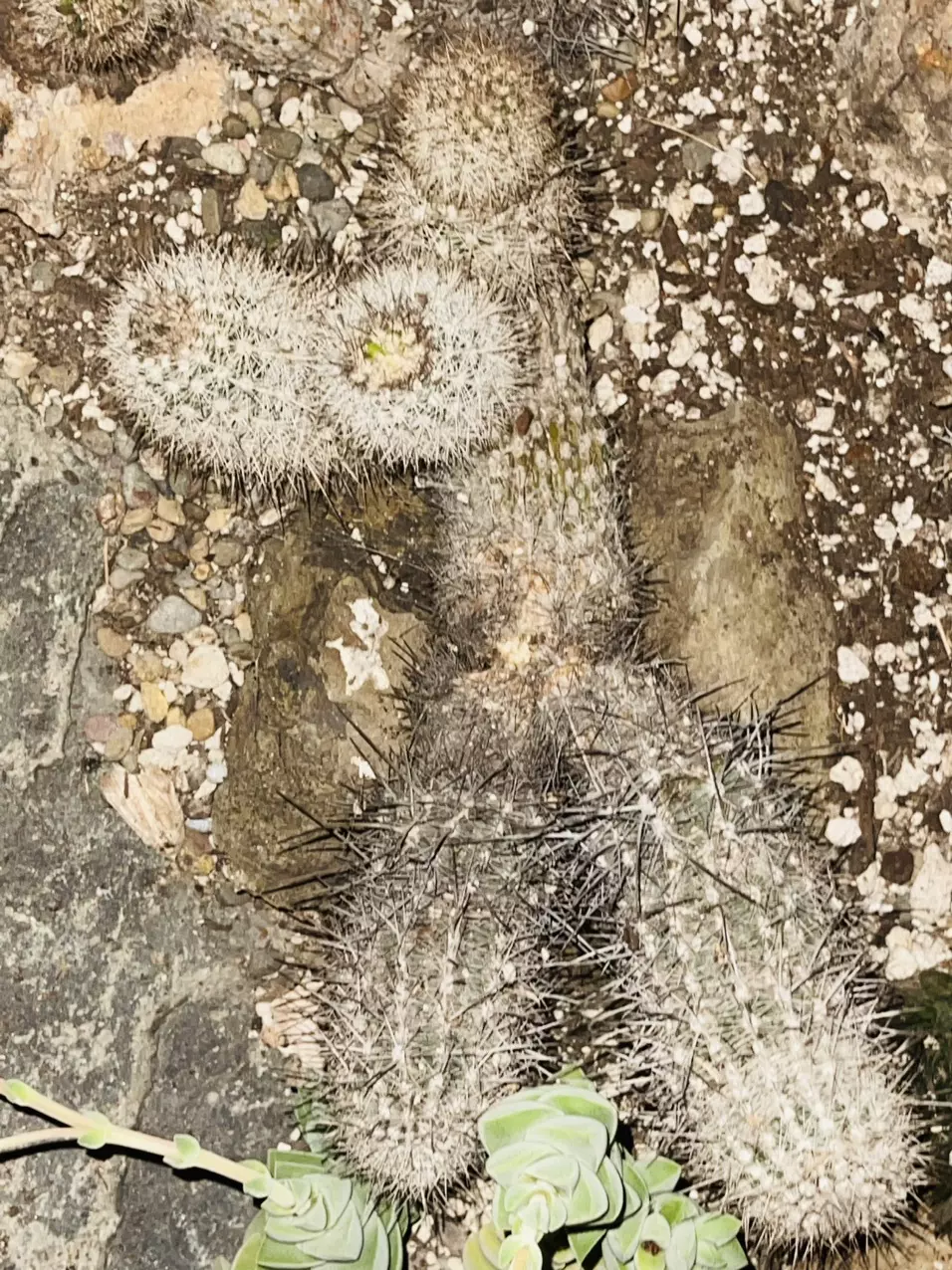 plant/Rare Cactus Arequipa Leucotricha Cutting-1