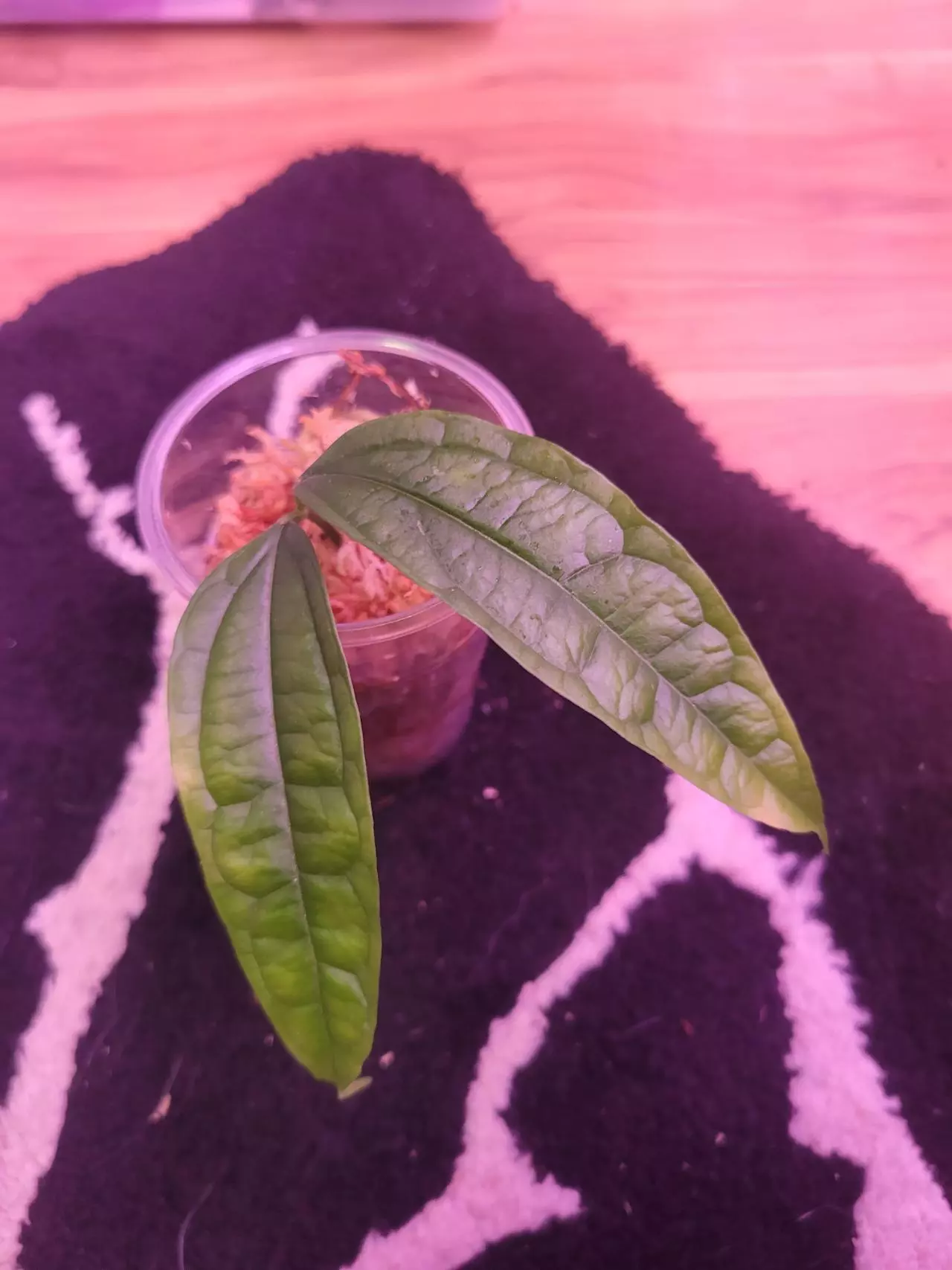 plant/Hoya medinillifolia cutting-0