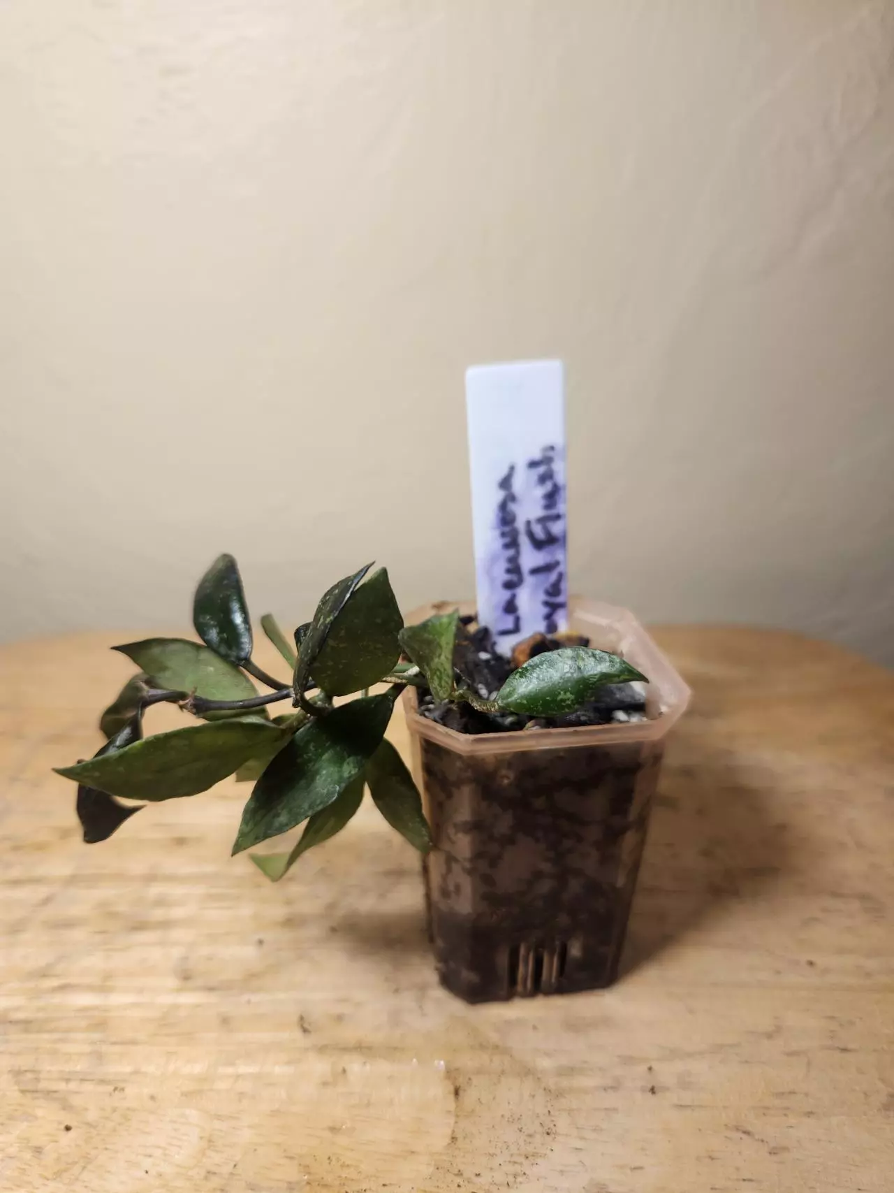 plant/#23 Hoya Lacunosa "Royal Flush"-2