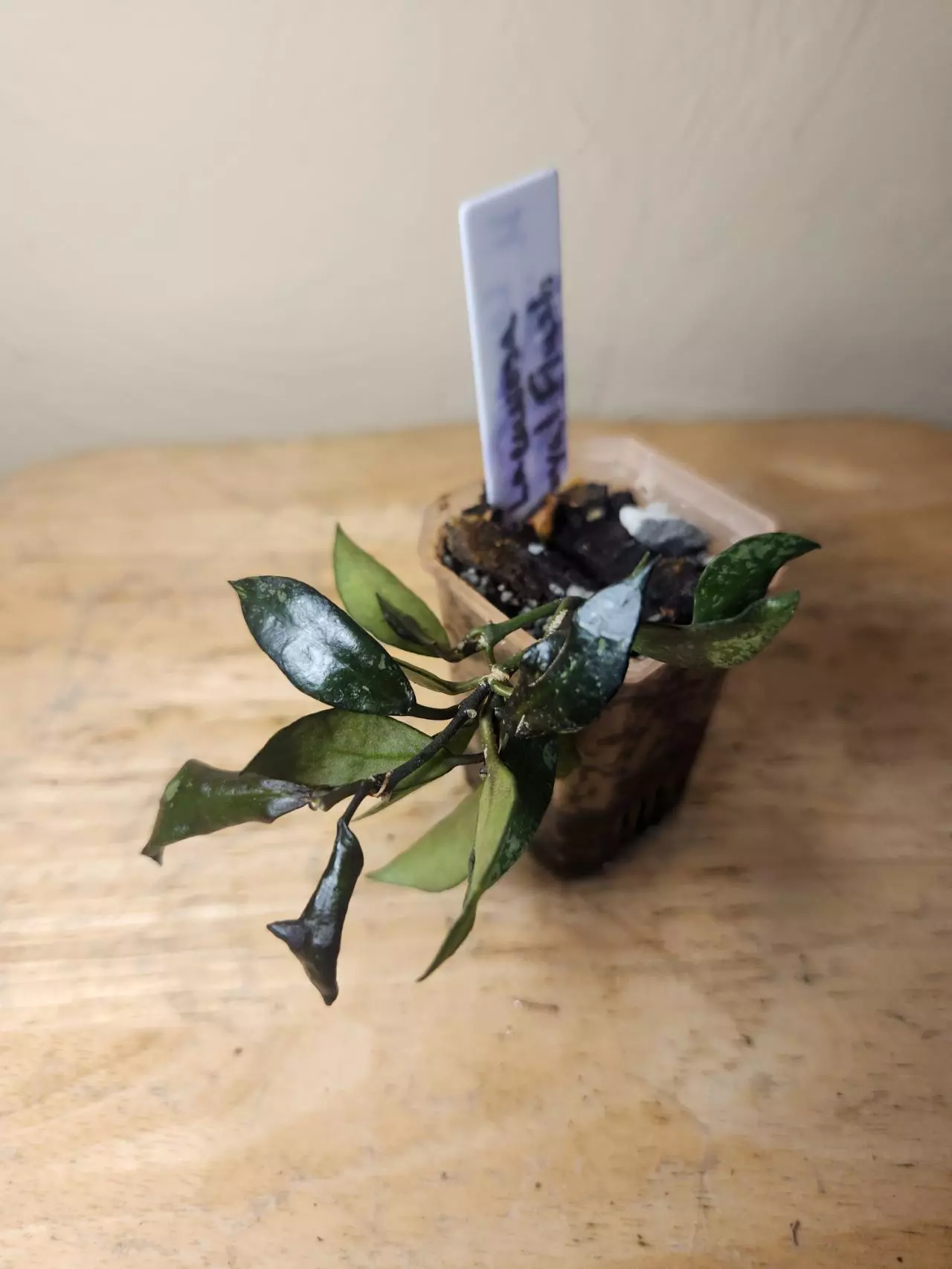 plant/#23 Hoya Lacunosa "Royal Flush"-1