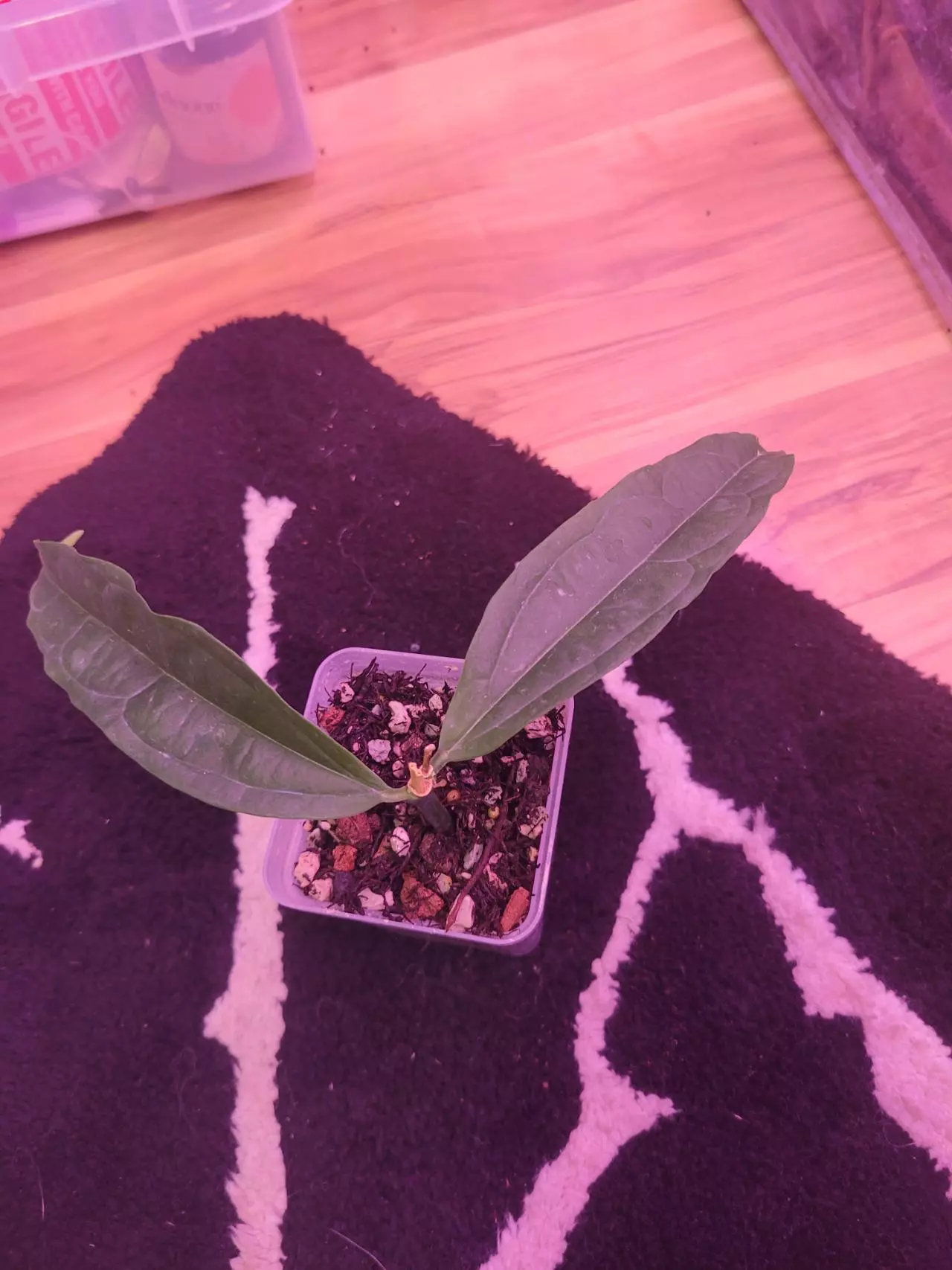 plant/Hoya medinillifolia-0