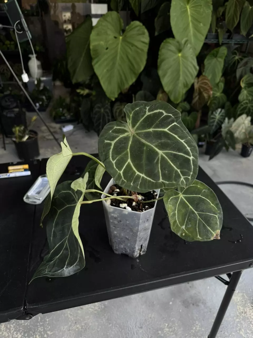 plant/Anthurium SKG grey x BWM-0