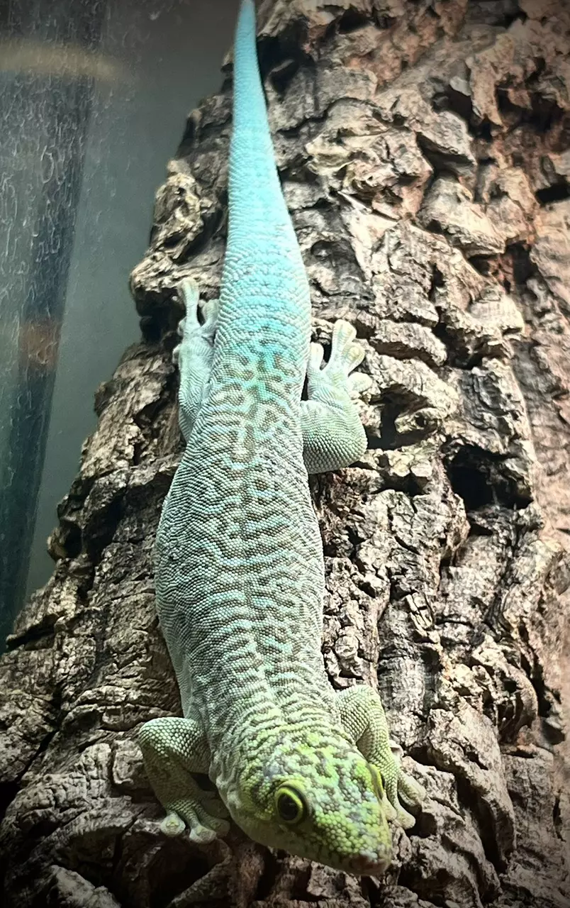 plant/Standing Day Gecko (Pair) (HIGH BLUE LINE)-1