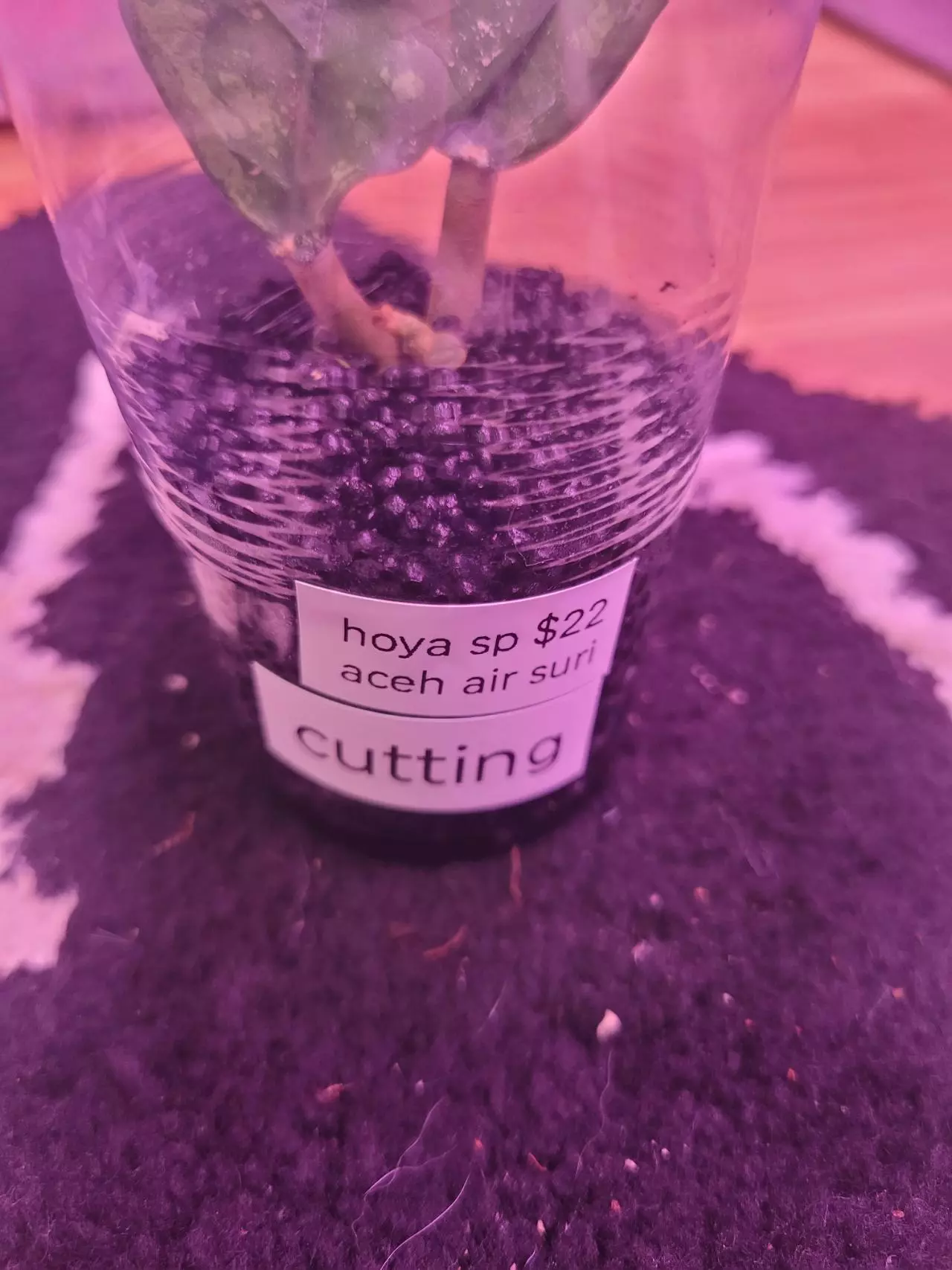 plant/Hoya sp aceh air suri cutting-1
