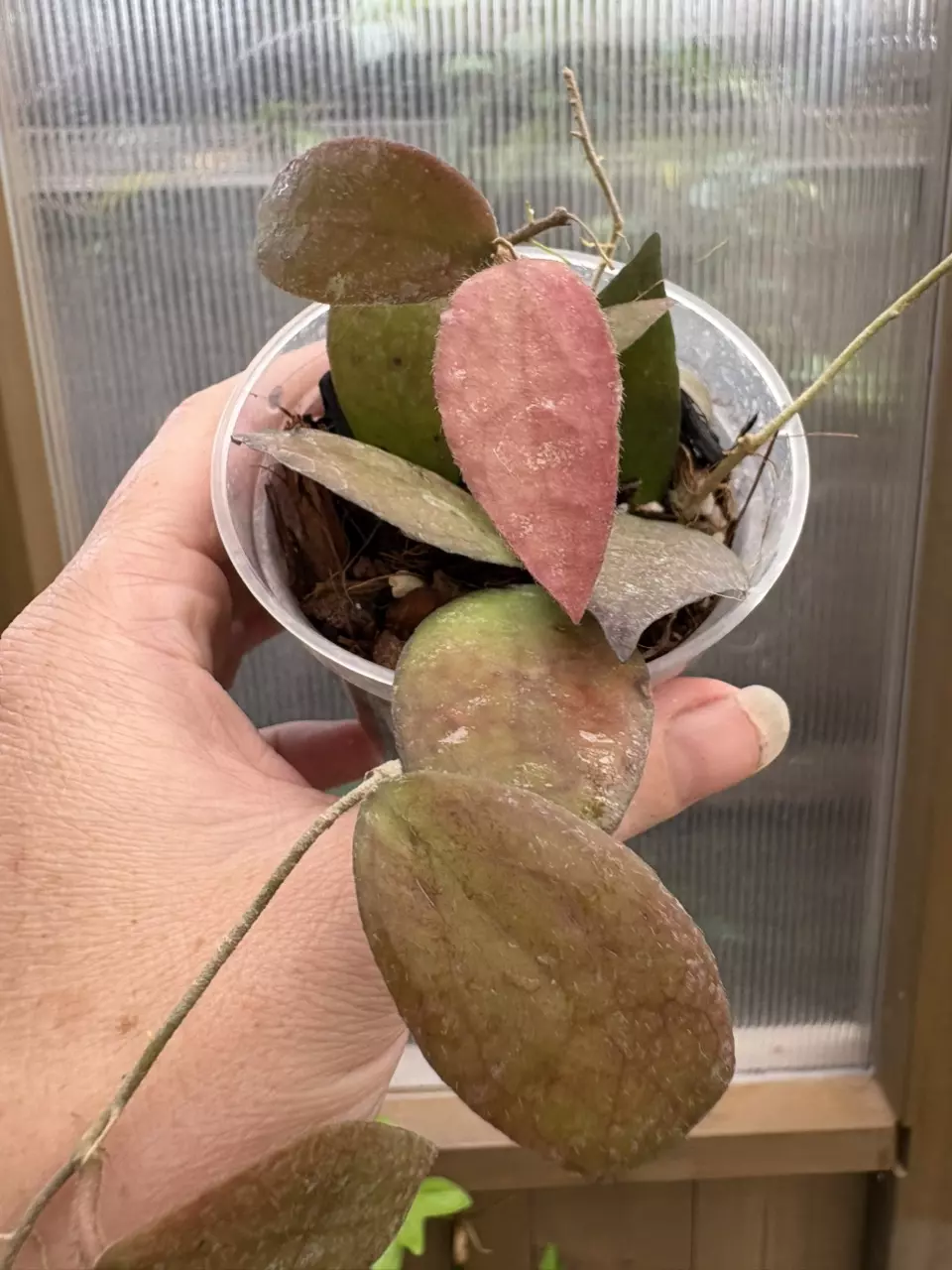plant/3” Hoya Caudata Sumatra-0