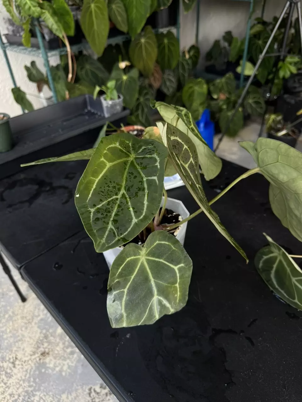 plant/Anthurium SKG Grey x BWM-2
