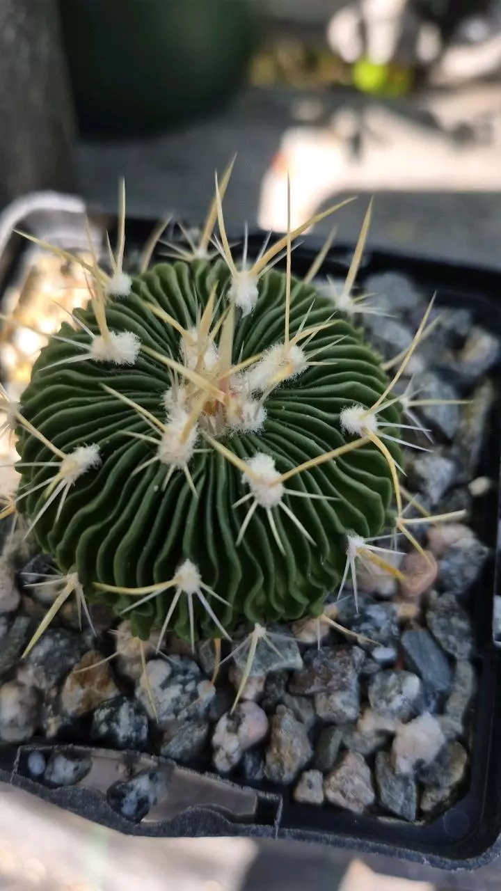 plant/C20 Stenocactus multicostatus "brain cactus"-1