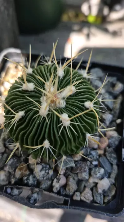 plant/C20 Stenocactus multicostatus "brain cactus"-1-thumbnail