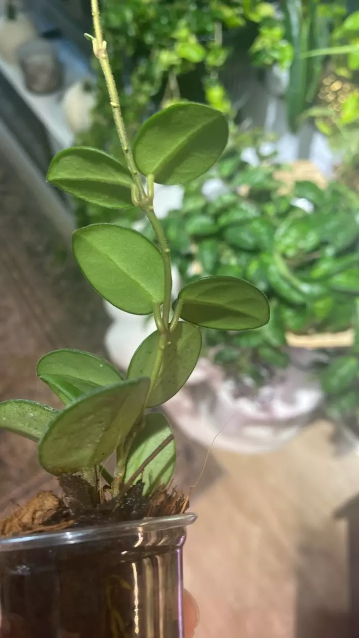 plant/Mathilde Plug-2