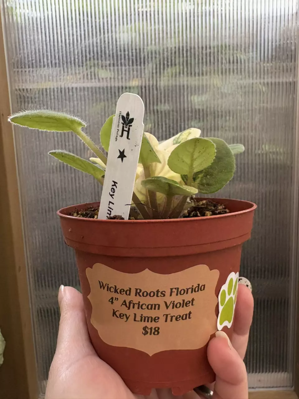 plant/4” African Violet Key Lime Treat-3