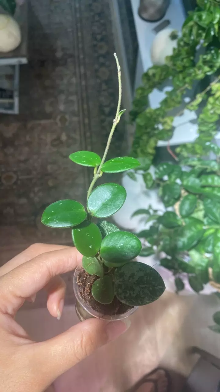 plant/Mathilde Plug-0