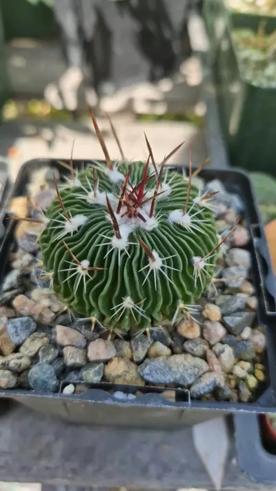 plant/C20 Stenocactus multicostatus "brain cactus"-0-thumbnail