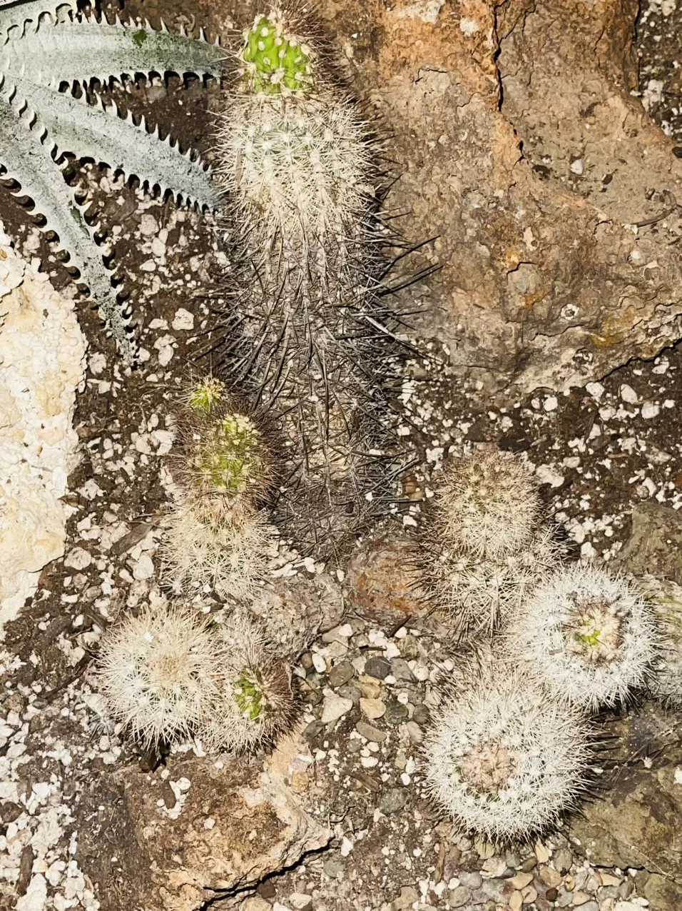 plant/Rare Cactus Arequipa Leucotricha Cutting-2
