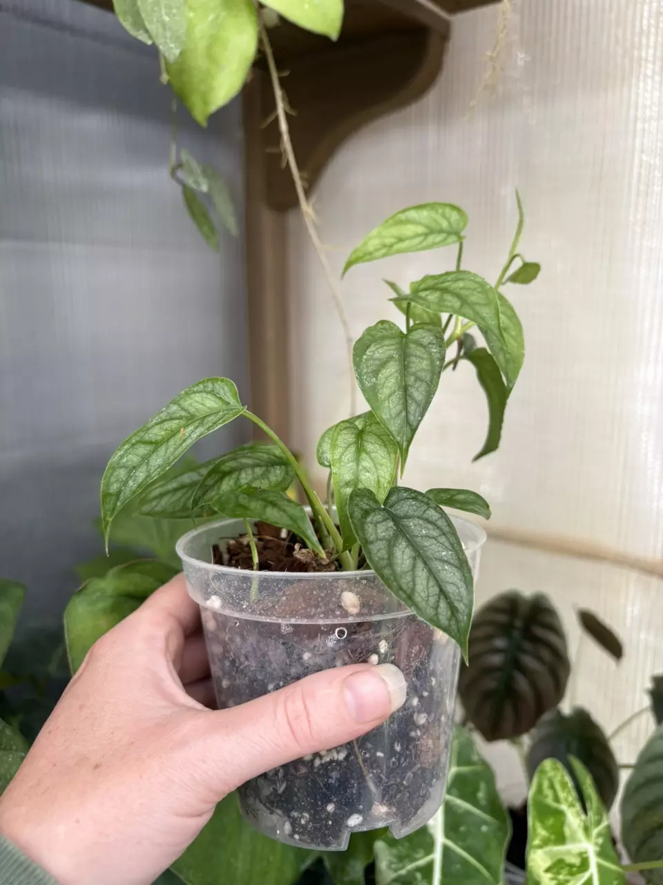 plant/4” Monstera Siltepecana-0