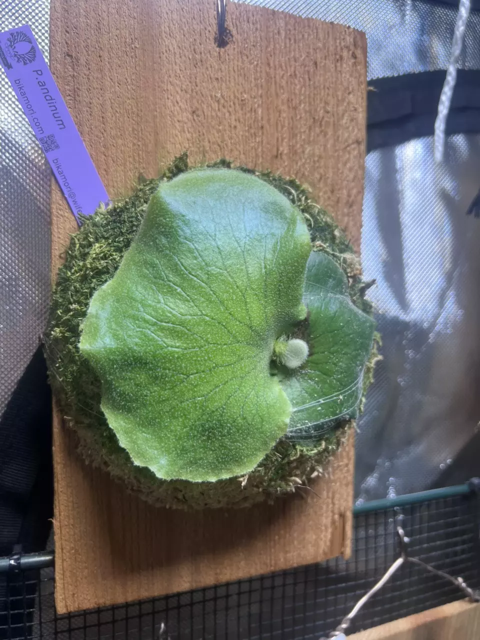 plant/Platycerium andinum-1