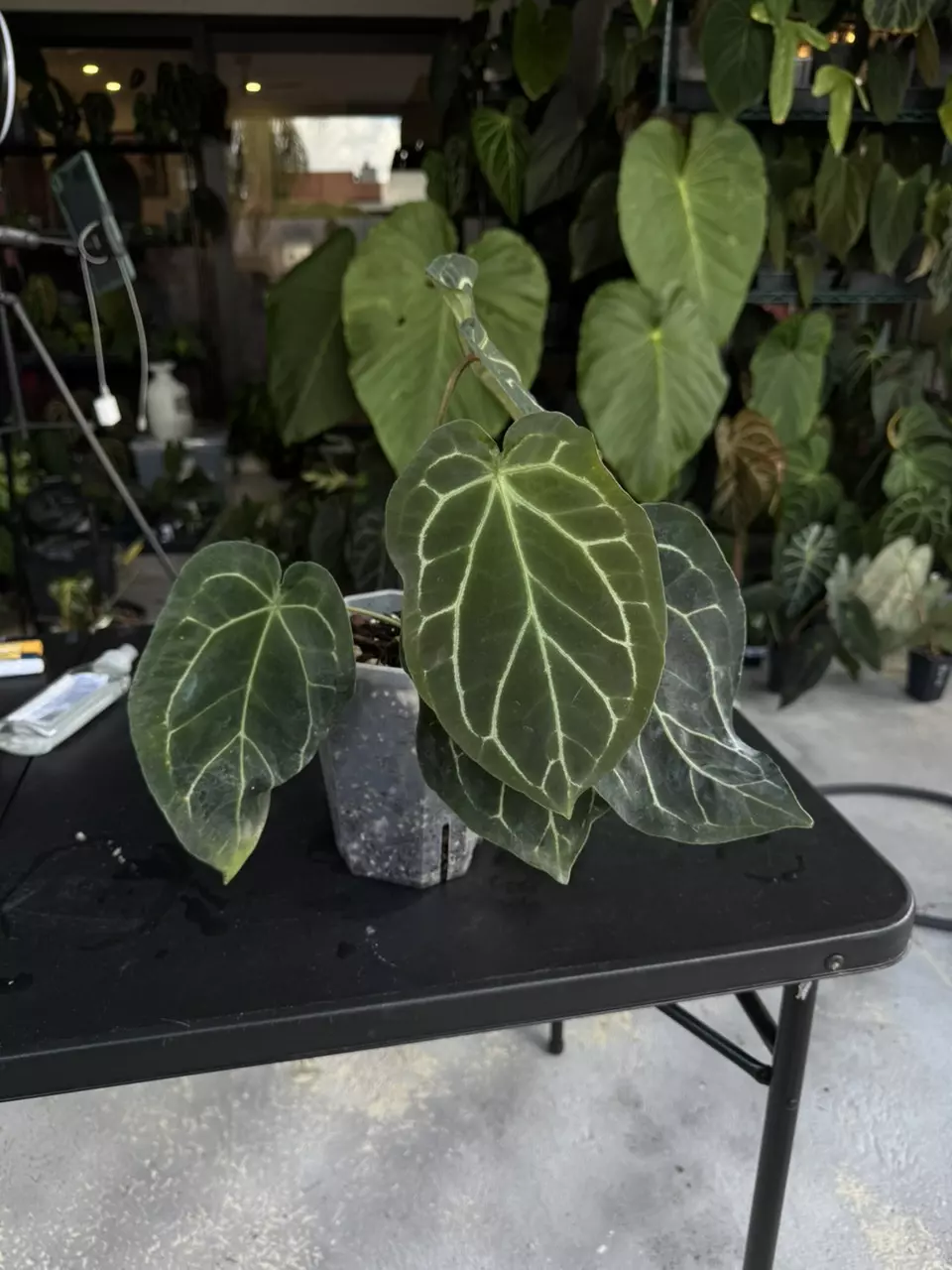 plant/Anthurium SKG grey x BWM-1