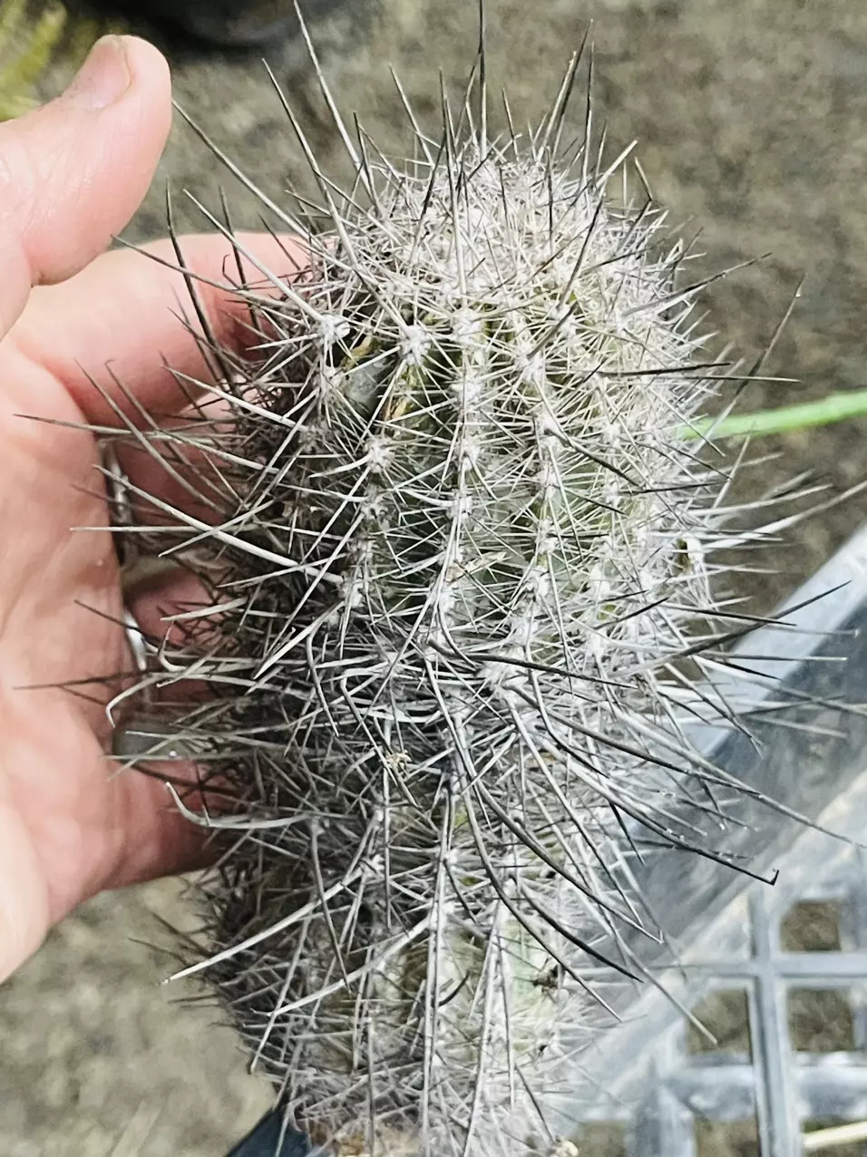 plant/Rare Cactus Arequipa Leucotricha Cutting-0