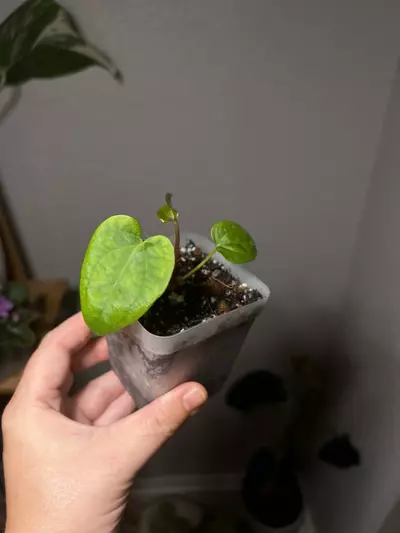 plant/Anthurium Contessa x Papi BVEP (1 seeding)-3-thumbnail