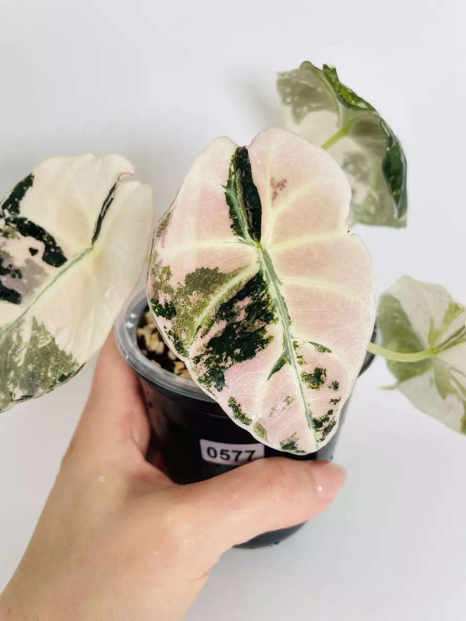 plant/Alocasia Black Velvet Pink 0577-0