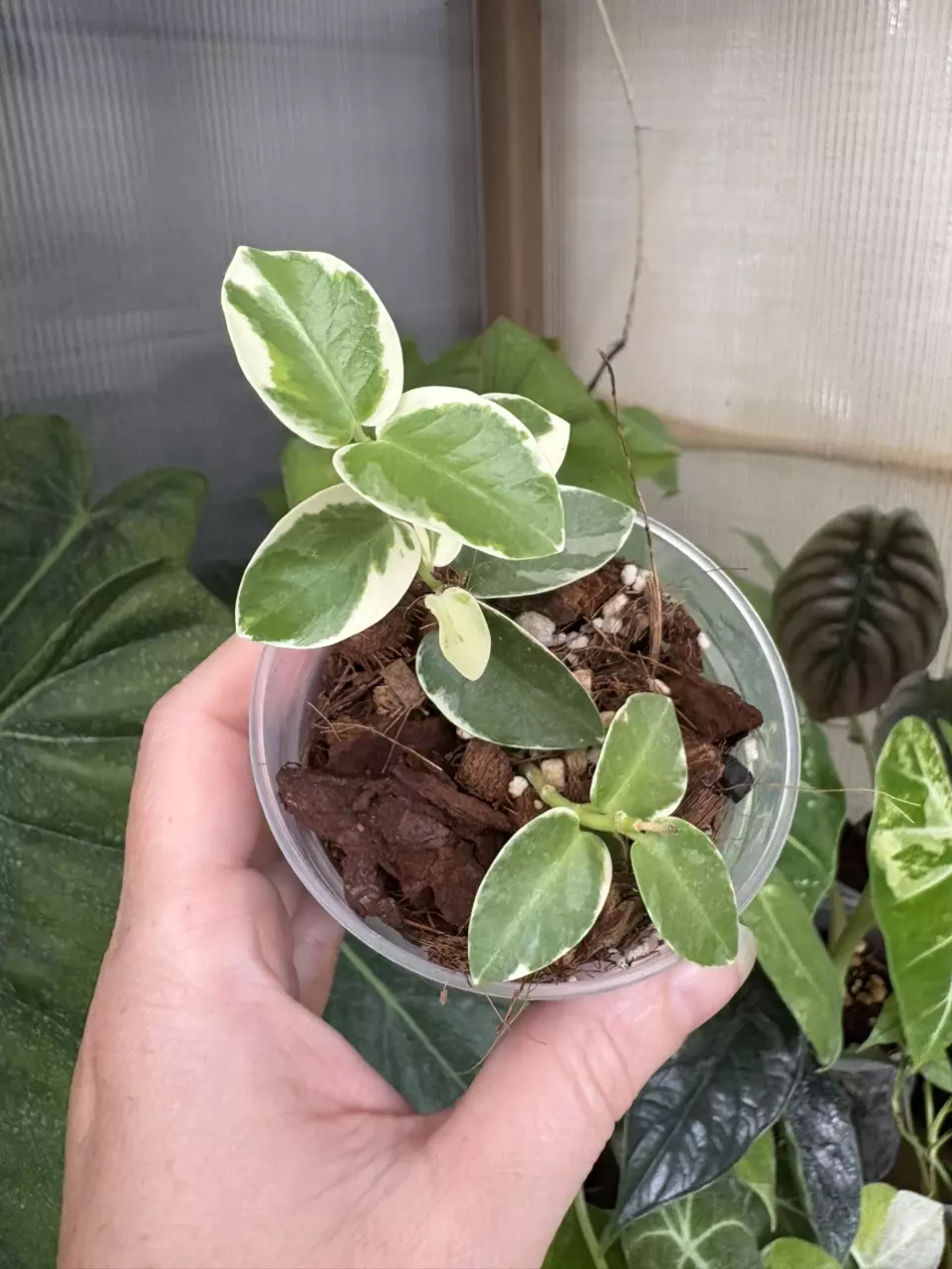 plant/3” Hoya Cumingiana Albo-0