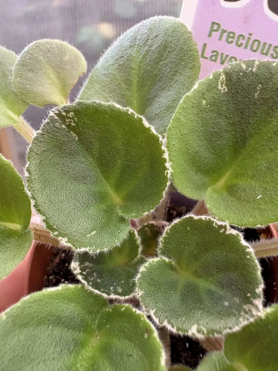 plant/2” Mini African Violet Precious Lavender-1