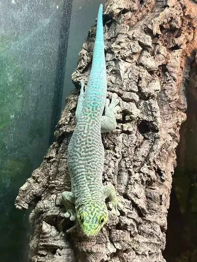 plant/Standing Day Gecko (Pair) (HIGH BLUE LINE)-2-thumbnail