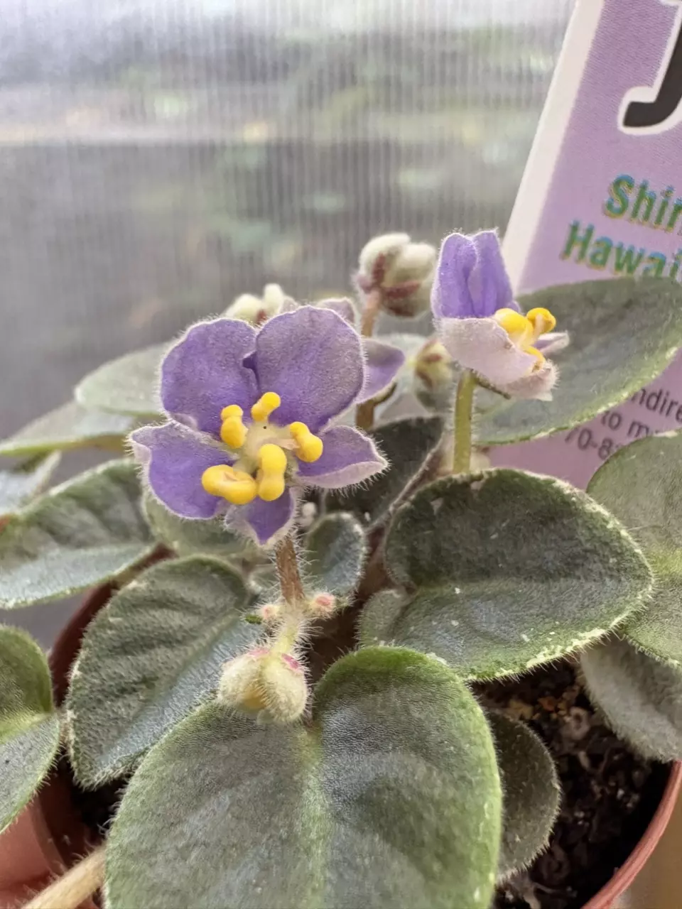 plant/2” Mini African Violet Shiri’s Hawaiian Lai-0