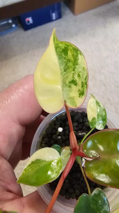 plant/Variegated Billietiae-2-thumbnail