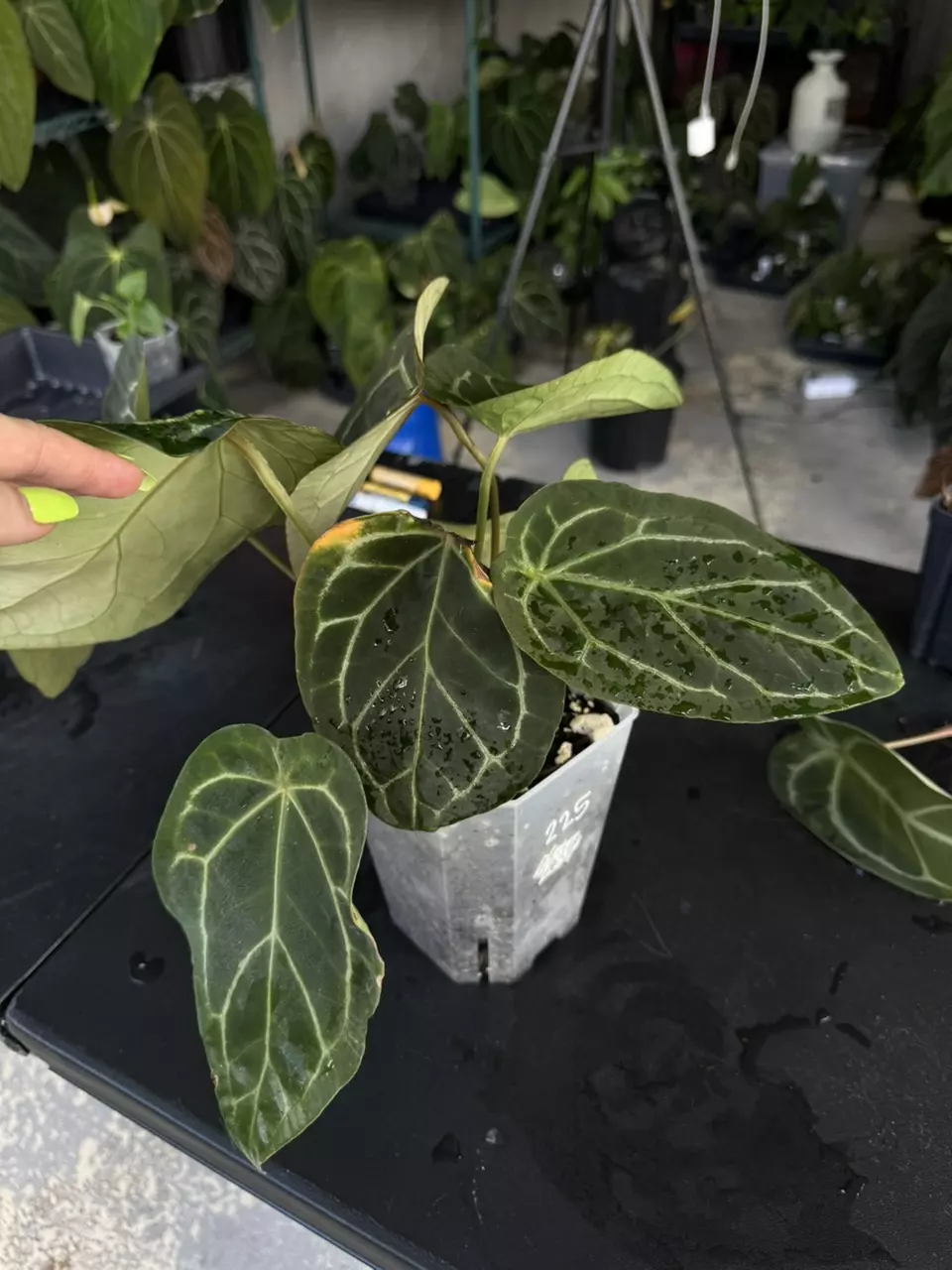 plant/Anthurium SKG Grey x BWM-1