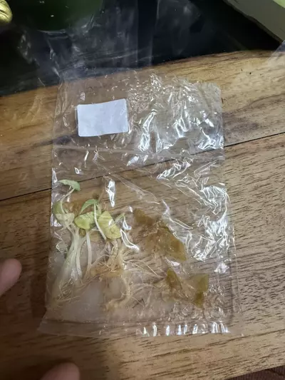 plant/Alocasia Ninja 5 pack-1-thumbnail