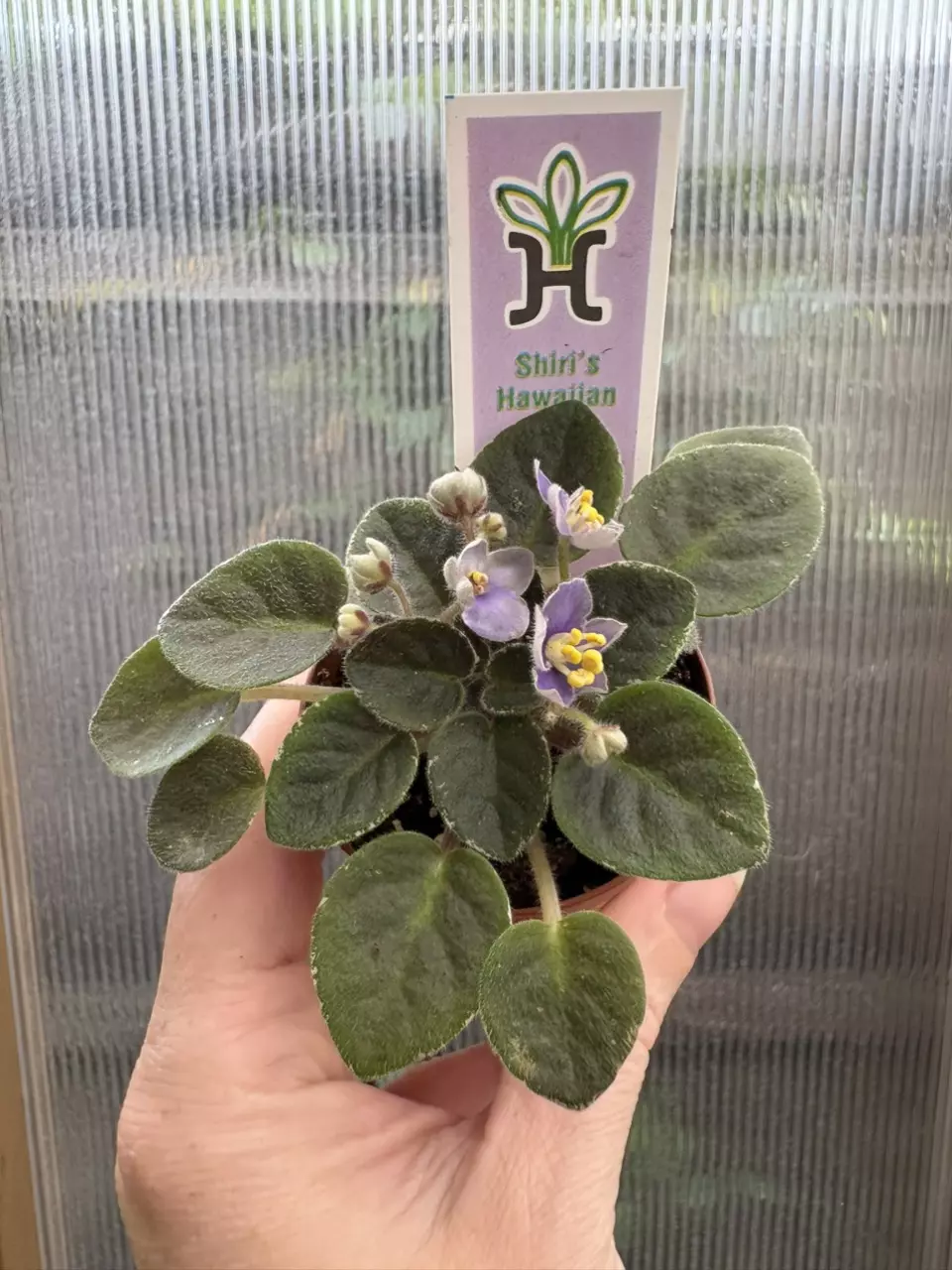 plant/2” Mini African Violet Shiri’s Hawaiian Lai-1