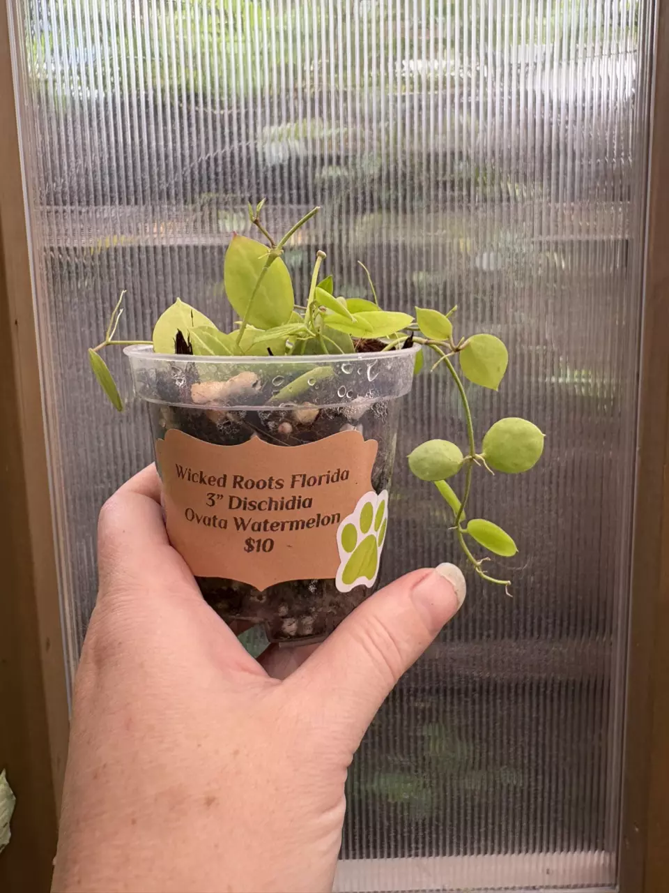 plant/3” Dischidia Ovata (Watermelon)-0