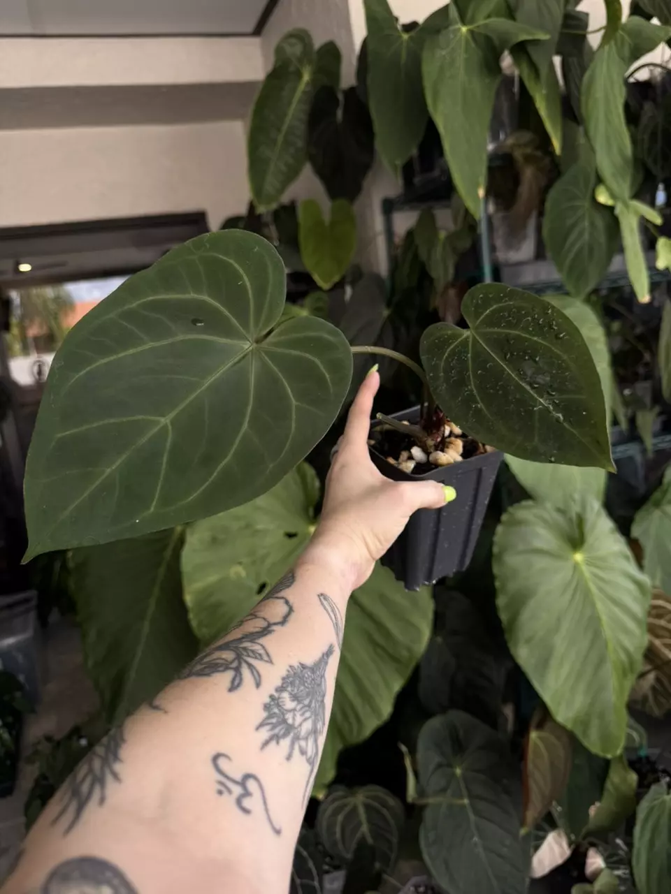 plant/Tezula anthurium Hot Chocolate x Dark Crystal-0